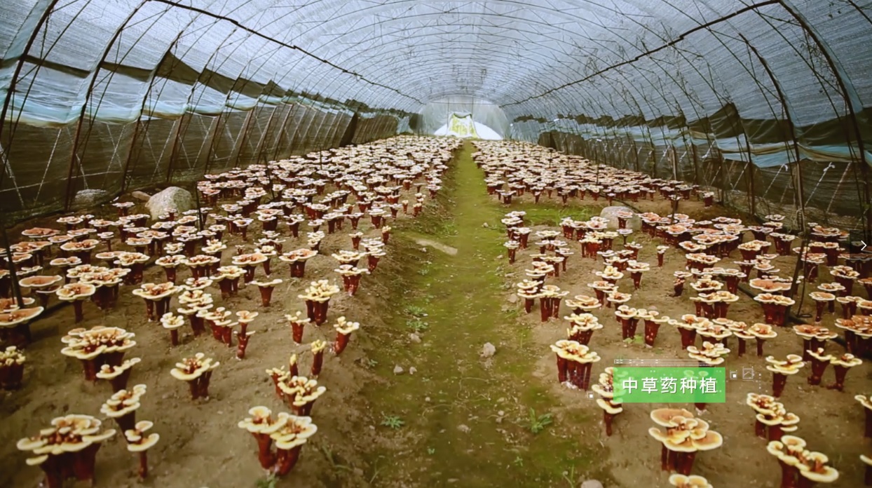 luck18xinli(�й���)-�ٷ���վ